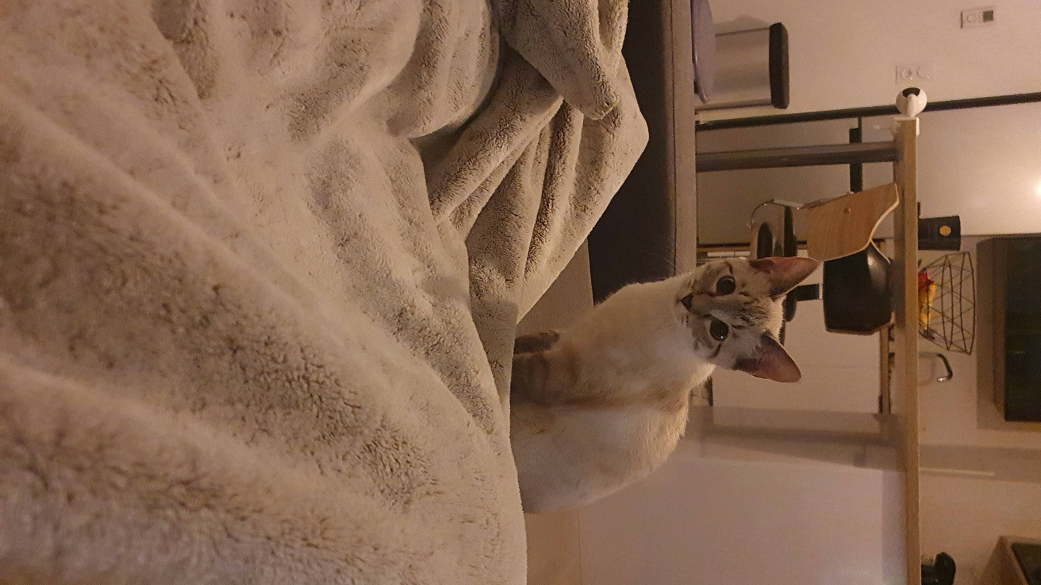 Sina participe au concours pour gagner de l'argent avec cette photo : art, fawn, felidae, interior_design, linens, monochrome, monochrome_photography, plaster, room, sculpture, shadow, statue, visual_arts, window, wood