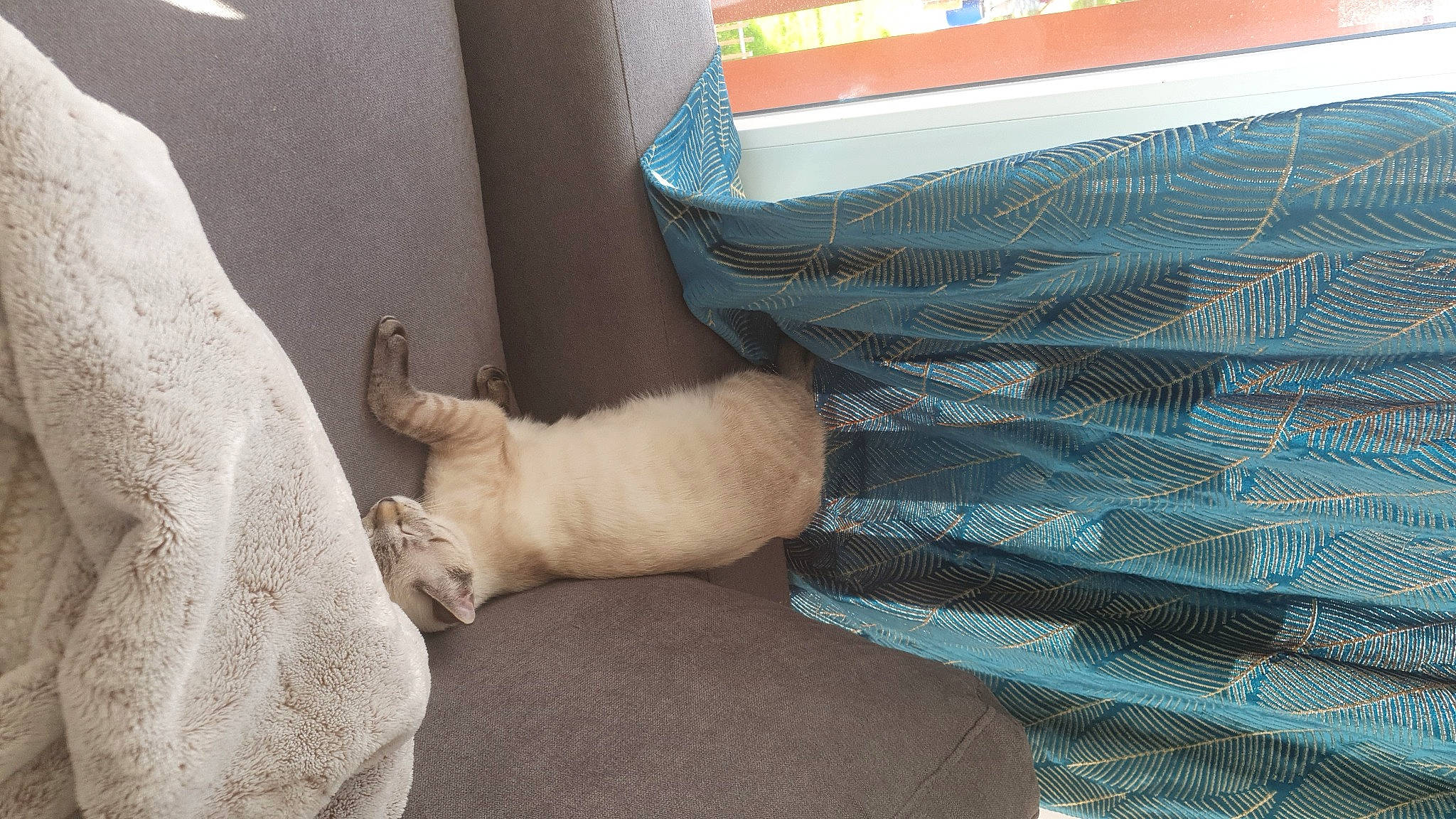 Sina a rejoint le concours — aidez-le/la à gagner de superbes lots ! carnivore, cat, comfort, companion_dog, dog_breed, domestic_short_haired_cat, fawn, felidae, flooring, fur, hardwood, human_leg, linens, room, small_to_medium_sized_cats, tail, textile, tints_and_shades, whiskers, wood