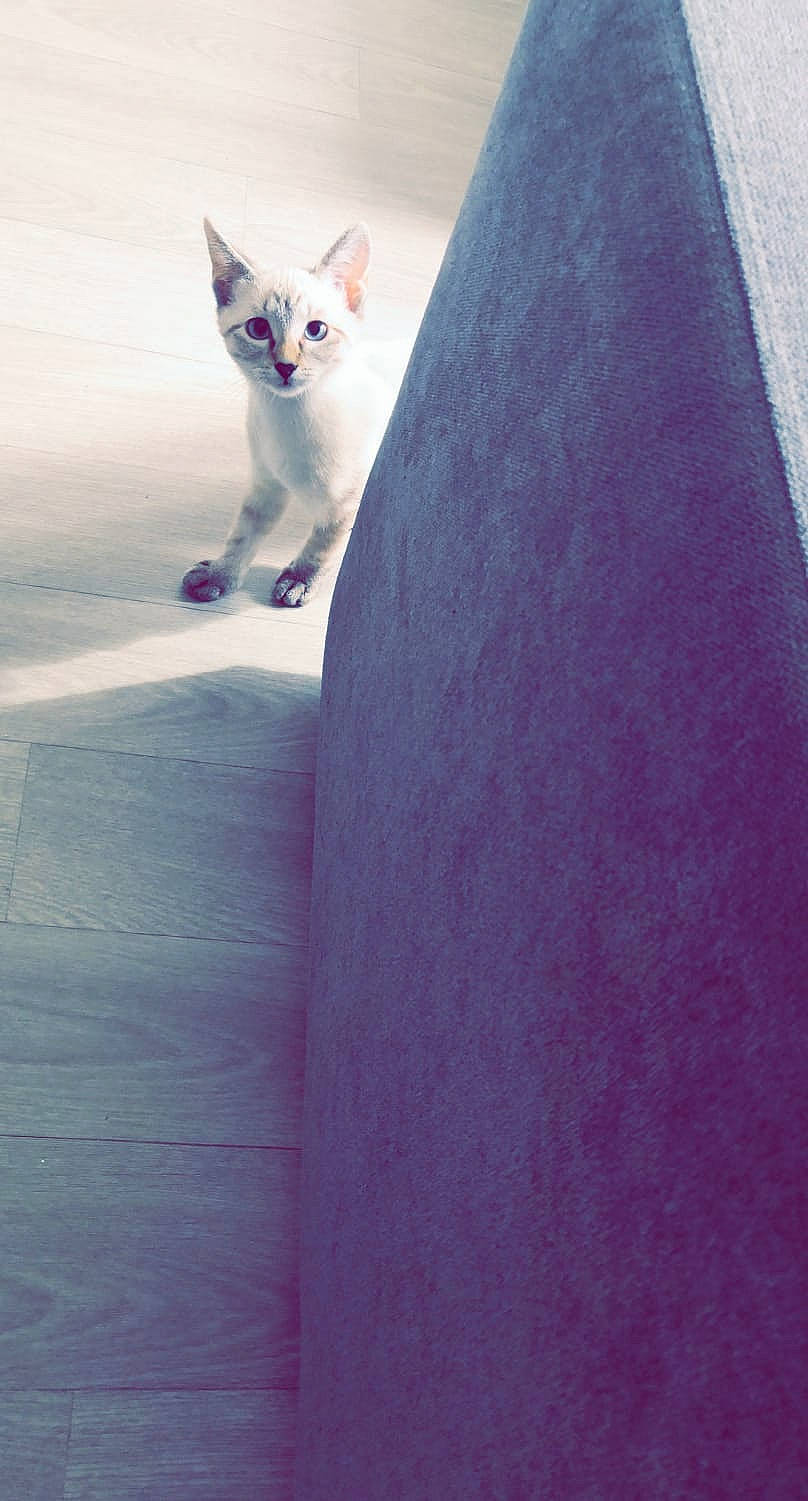 Sina a rejoint le concours — aidez-le/la à gagner de superbes lots ! carnivore, cat, domestic_short_haired_cat, electric_blue, felidae, floor, flooring, fur, grey, hardwood, human_leg, plant, road_surface, sky, small_to_medium_sized_cats, tail, tints_and_shades, tree, whiskers, wood