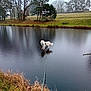 Pepsi a rejoint le concours — aidez-le/la à gagner de superbes lots ! dog, white_dog, frozen_pond, leash, water, trees, grass, winter, outdoor, nature, reflection, mist, field, bench, park, cold, sky, lake, animal, daytime