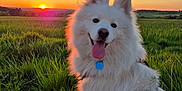 Pepsi a rejoint le concours — aidez-le/la à gagner de superbes lots ! dog, white_dog, fluffy, sunset, field, grass, outdoor, nature, happy, tongue_out, pet, canine, collar, tag, sky, clouds, sun, landscape, ears, smiling