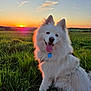 dog, white_dog, fluffy, sunset, field, grass, outdoor, nature, happy, tongue_out, pet, canine, collar, tag, sky, clouds, sun, landscape, ears, smiling