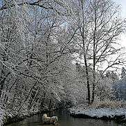 Pepsi participe au concours pour gagner de l'argent avec cette photo : dog, white_dog, stream, water, snow, winter, trees, forest, nature, outdoor, cold, landscape, river, reflection, calm, daylight, scenic, peaceful, bare_trees, frozen