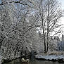 dog, white_dog, stream, water, snow, winter, trees, forest, nature, outdoor, cold, landscape, river, reflection, calm, daylight, scenic, peaceful, bare_trees, frozen