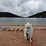 Pepsi participe au concours pour gagner de l'argent avec cette photo : dog, white_dog, lake, water, rocks, sand, leash, outdoor, nature, forest, hill, cloudy_sky, animal, pet, sitting, happy, landscape, waterfowl, scenic, daytime
