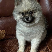 Keto joined the competition — help win amazing prizes! animal, brown_leather_chair, companion, cute, dog, domestic_animal, eyes, face, fluffy, fur, furniture, indoor, nose, paw, pet, pomeranian, puppy, sitting, small_dog, young
