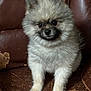 animal, brown_leather_chair, companion, cute, dog, domestic_animal, eyes, face, fluffy, fur, furniture, indoor, nose, paw, pet, pomeranian, puppy, sitting, small_dog, young