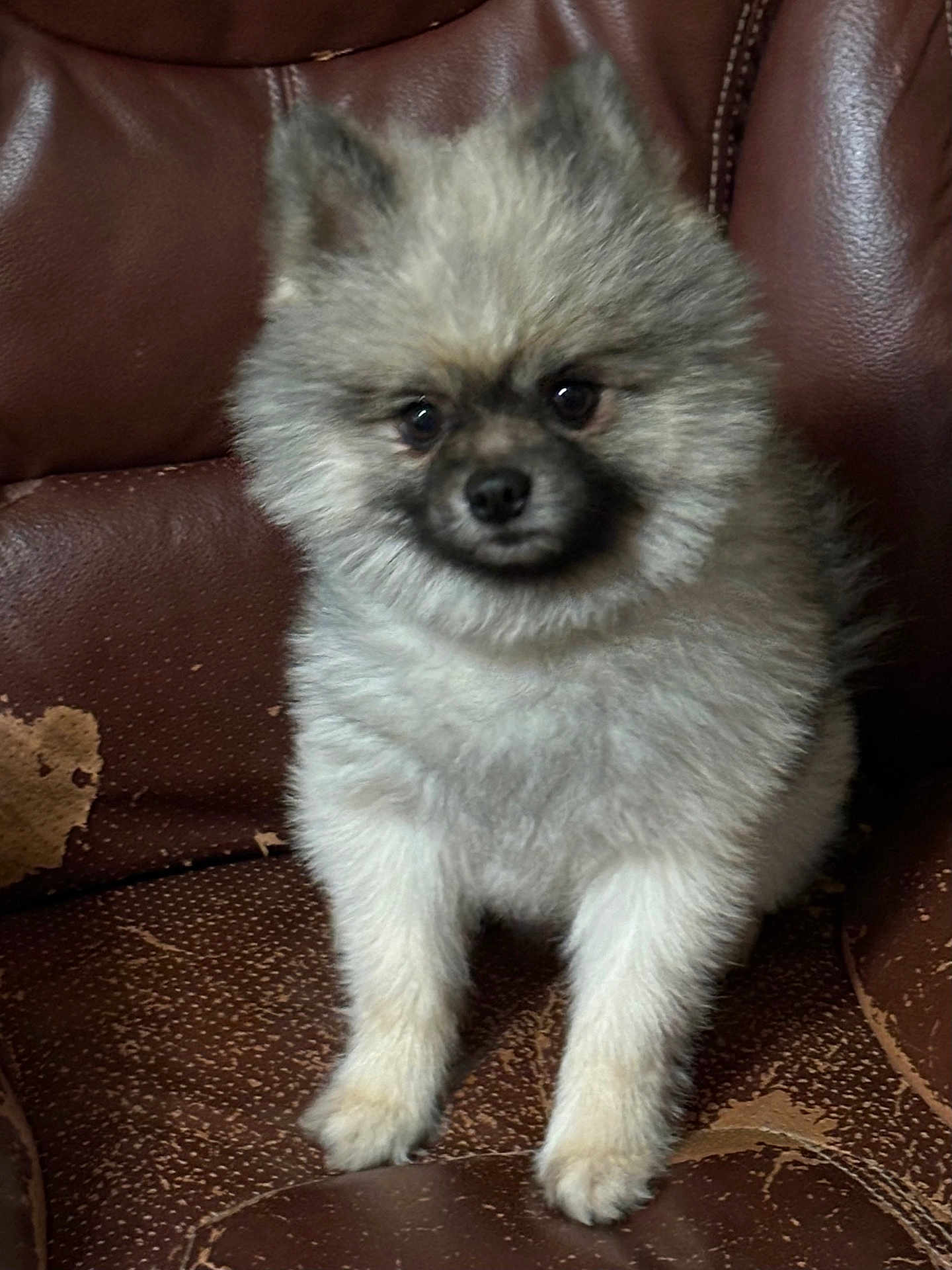 Keto joined the competition — help win amazing prizes! animal, brown_leather_chair, companion, cute, dog, domestic_animal, eyes, face, fluffy, fur, furniture, indoor, nose, paw, pet, pomeranian, puppy, sitting, small_dog, young