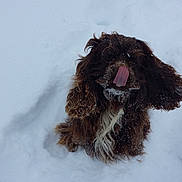 Brownie joined the competition — help win amazing prizes! animal, brown_fur, cold, cute, daylight, dog, ears, fluffy, fur, licking, nature, outdoor, pet, playful, sitting, snow, snowflakes, tongue, white_chest, winter