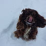 animal, brown_fur, cold, cute, daylight, dog, ears, fluffy, fur, licking, nature, outdoor, pet, playful, sitting, snow, snowflakes, tongue, white_chest, winter