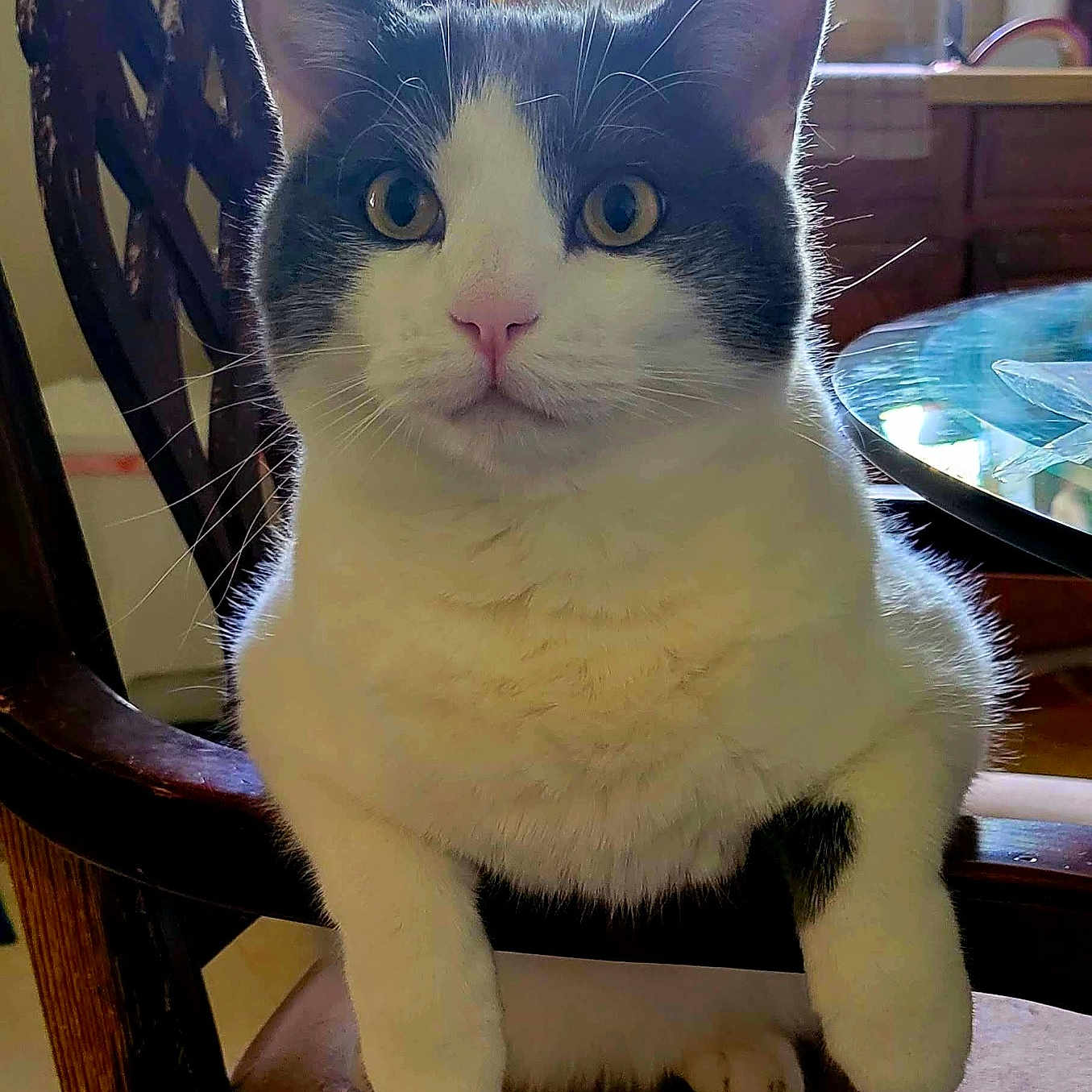 Cosmo joined the competition — help win amazing prizes! animal, cat, chair, curious, domestic_cat, glass_tabletop, gray_fur, home, indoor, kitchen, pet, pink_nose, potted_plants, relaxed, sitting, table, whiskers, white_fur, wooden_furniture, yellow_eyes
