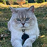 cat, animal, pet, outdoor, grass, fur, blue_eyes, collar, nature, sunlight, portrait, mammal, cute, whiskers, relaxed, feline, closeup, daylight, serious_expression, domestic_cat