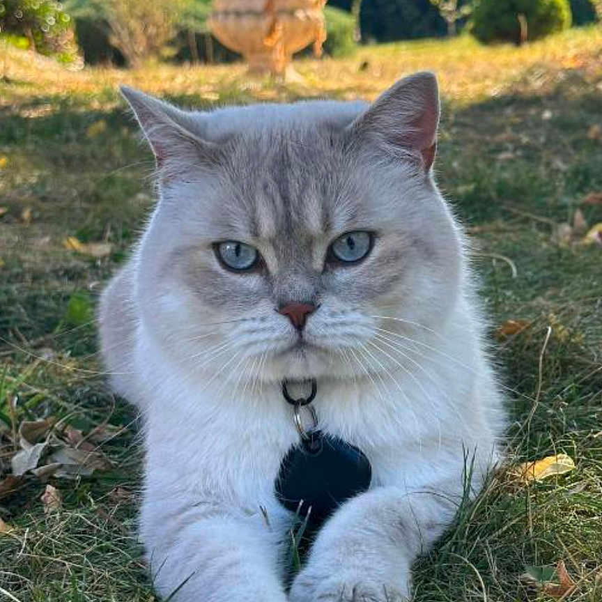Coco
