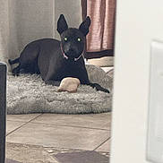 Maya is registered to the contest to win money with this photo: dog, black_dog, indoor, rug, curtains, floor, tile_floor, pet, animal, lying_down, ears_up, collar, home, cozy, looking, curious, furniture, shaded, quiet, resting