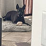 dog, black_dog, indoor, rug, curtains, floor, tile_floor, pet, animal, lying_down, ears_up, collar, home, cozy, looking, curious, furniture, shaded, quiet, resting