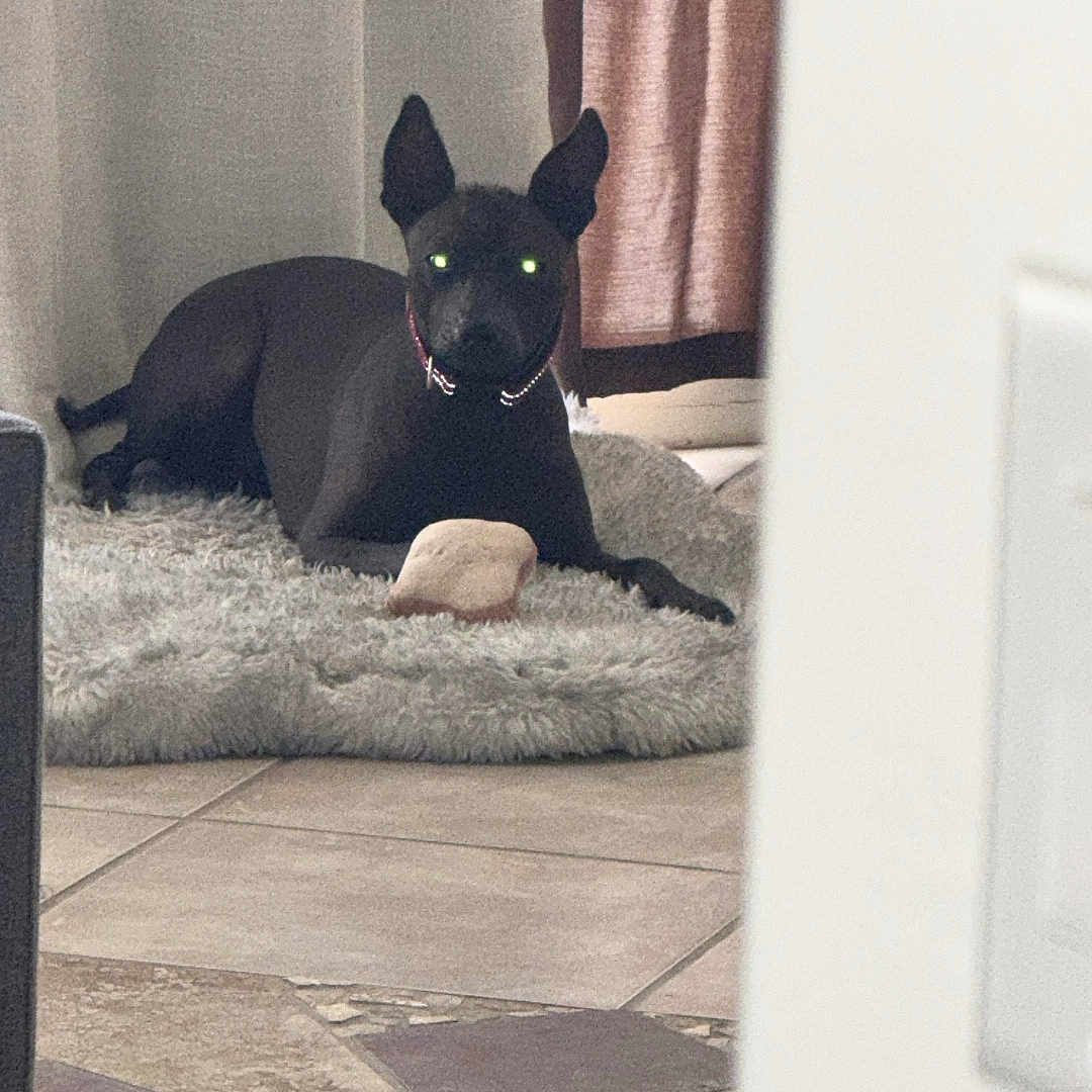 Maya is registered to the contest to win money with this photo: dog, black_dog, indoor, rug, curtains, floor, tile_floor, pet, animal, lying_down, ears_up, collar, home, cozy, looking, curious, furniture, shaded, quiet, resting