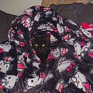 Spooky joined the competition — help win amazing prizes! animal, bed, black_cat, blanket, cat, comfort, cozy, cute, dark, eyes, fur, hello_kitty, hidden, indoor, pet, pillow, resting, soft, warm, wrapped