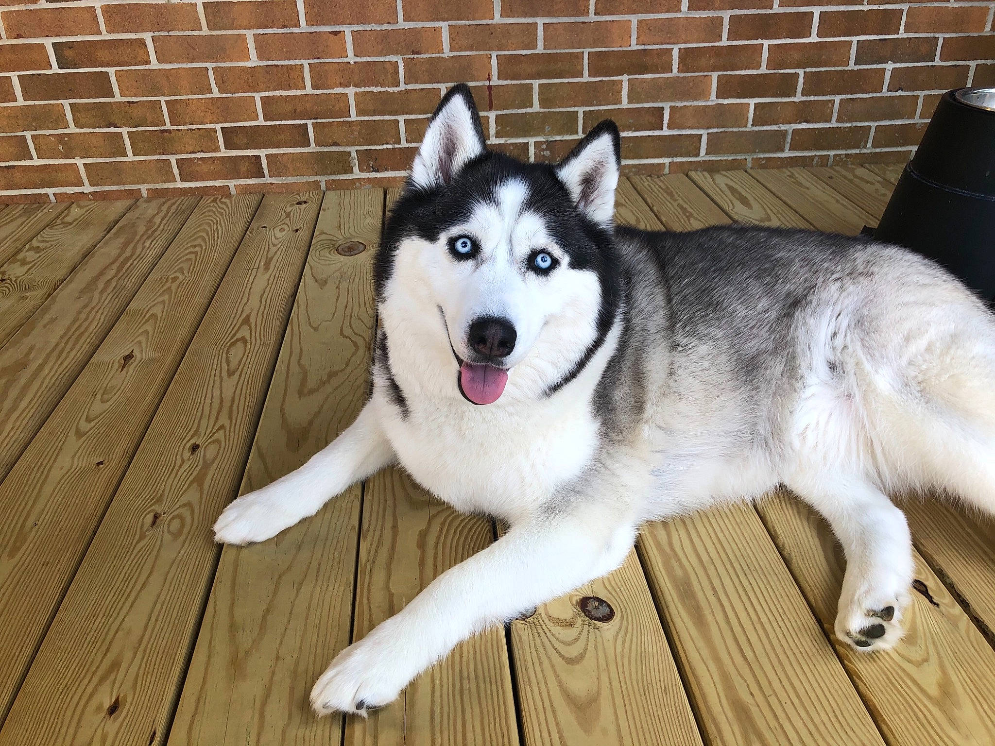 Luna is registered to the contest to win money with this photo: brick, brickwork, canidae, carnivore, companion_dog, dog, dog_breed, eye, flooring, fur, hardwood, mortar, plank, siberian_husky, sled_dog, snout, sporting_group, wood, wood_stain, working_animal