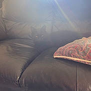 Lucifer joined the competition — help win amazing prizes! black_cat, cat, leather_couch, cushion, sunlight, indoor, pet, animal, shadow, patterned_pillow, furniture, relaxing, cozy, home, domestic, feline, dark, soft_light, quiet, resting