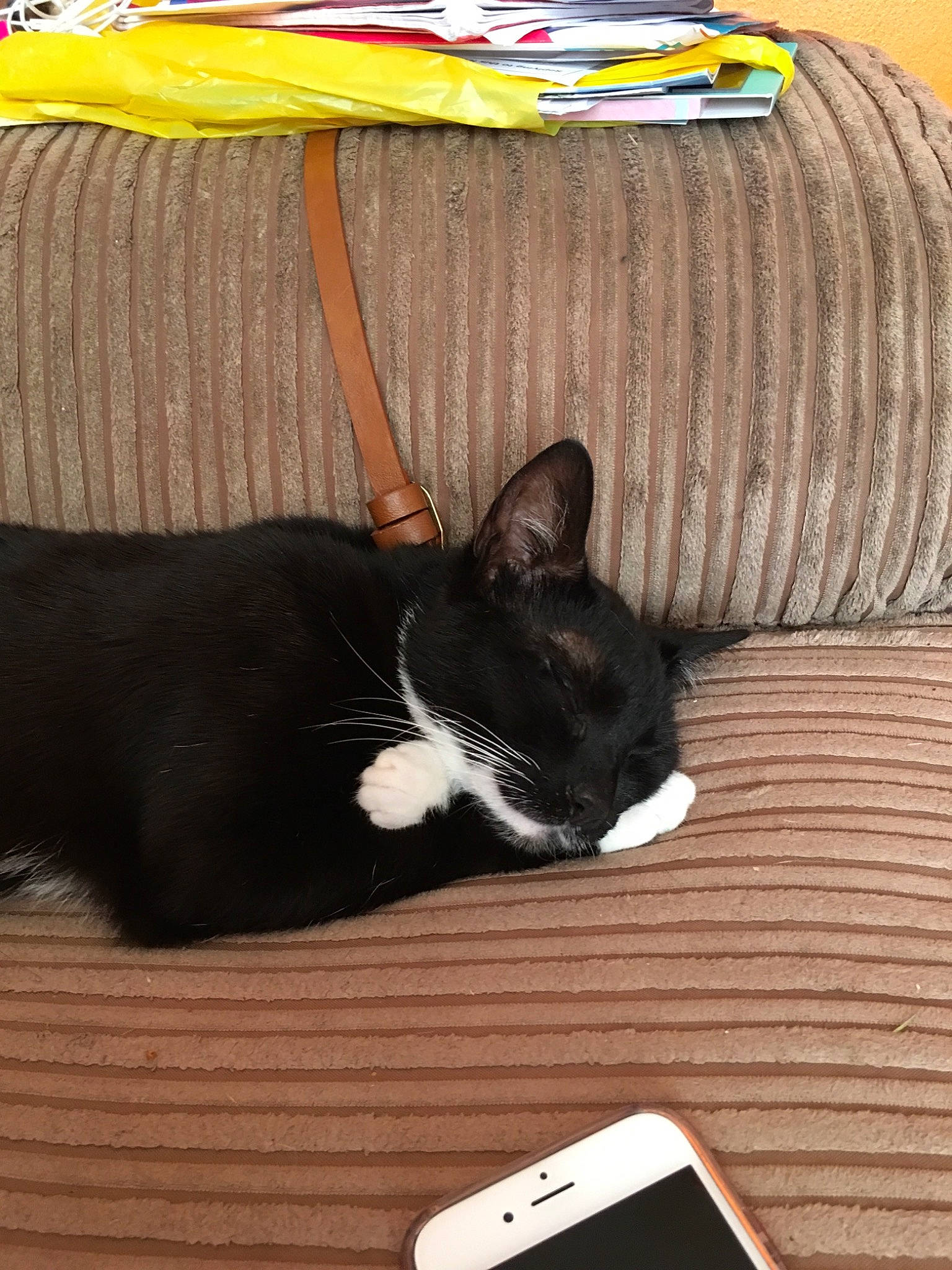 Eva is registered to the contest to win money with this photo: black_cat, carnivore, cat, domestic_short_haired_cat, felidae, kitten, mammal, small_to_medium_sized_cats, snout, tail, whiskers