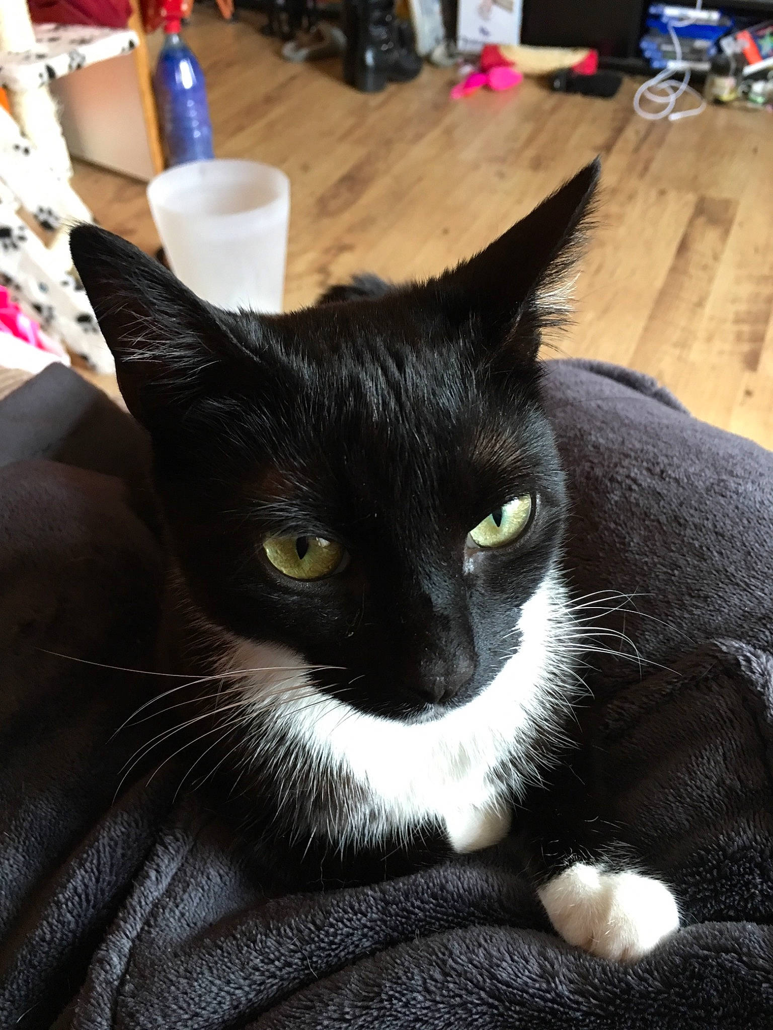 Eva is registered to the contest to win money with this photo: asian, black_cat, carnivore, cat, domestic_short_haired_cat, ear, eye, felidae, fur, small_to_medium_sized_cats, snout, whiskers