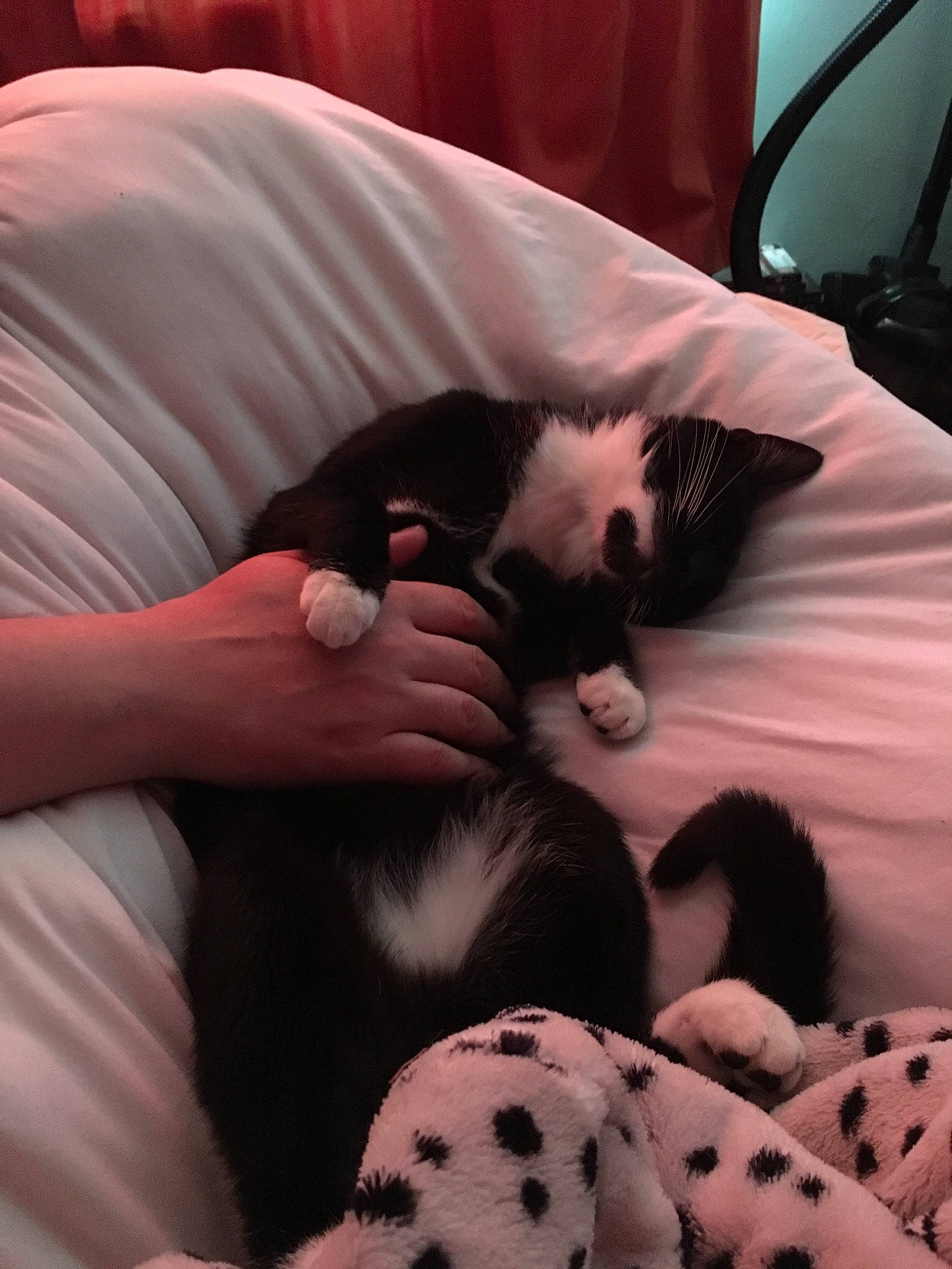 Eva joined the competition — help win amazing prizes! asian, canidae, carnivore, cat, dalmatian, felidae, fur, kitten, mammal, nap, paw, puppy, puppy_love, small_to_medium_sized_cats, snout, whiskers