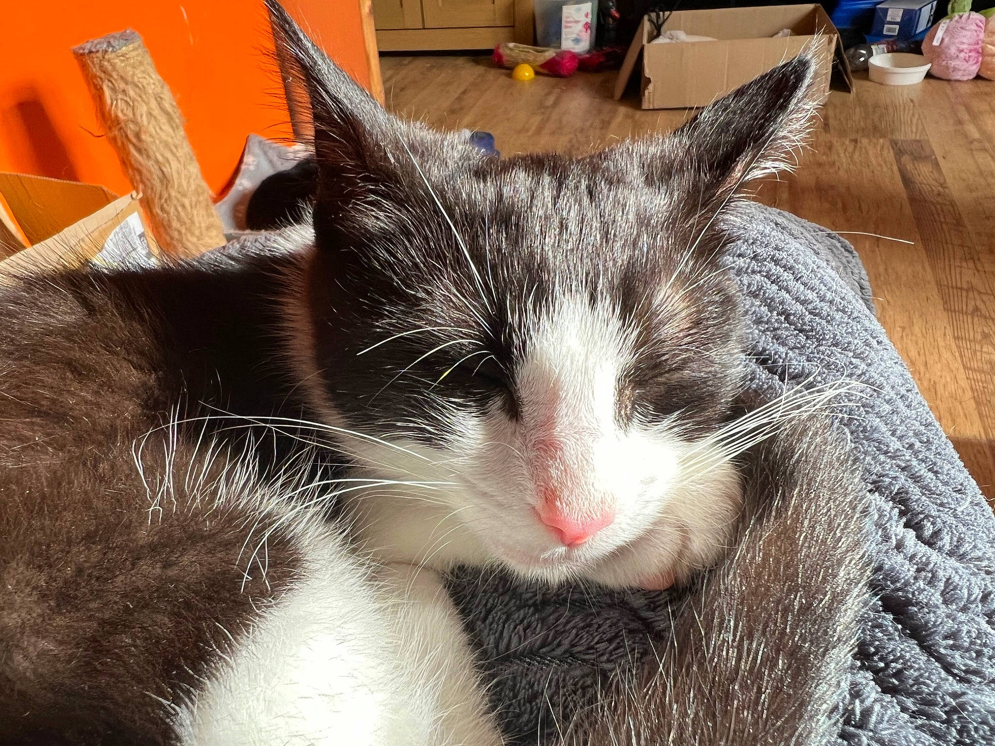 Oreo is registered to the contest to win money with this photo: carnivore, cat, cat_supply, claw, comfort, domestic_short_haired_cat, eye, felidae, fur, hardwood, nap, paw, small_to_medium_sized_cats, snout, tail, terrestrial_animal, whiskers, wood