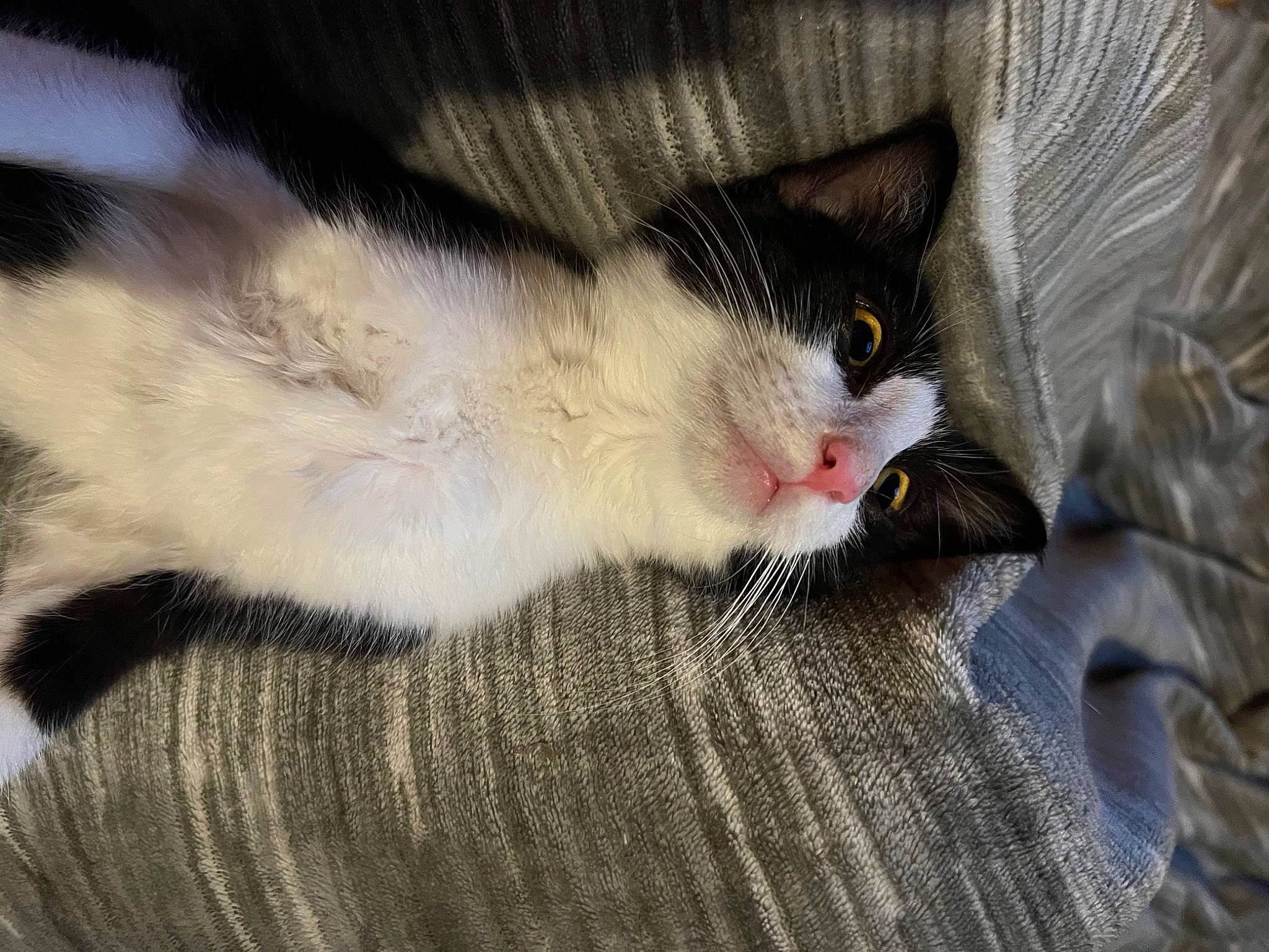 Oreo joined the competition — help win amazing prizes! carnivore, cat, claw, comfort, domestic_short_haired_cat, felidae, fur, linens, nap, paw, small_to_medium_sized_cats, snout, tail, whiskers, wood