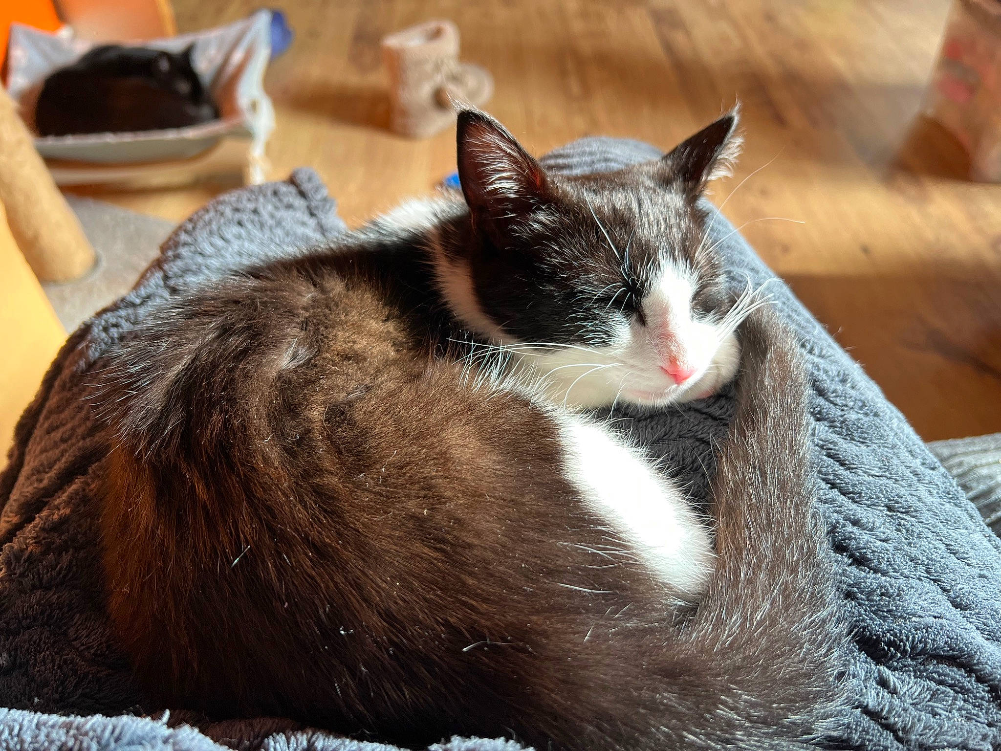 Oreo is registered to the contest to win money with this photo: carnivore, cat, cat_furniture, claw, comfort, domestic_short_haired_cat, felidae, fur, grass, grey, paw, sitting, small_to_medium_sized_cats, snout, tail, terrestrial_animal, tree, whiskers, wood