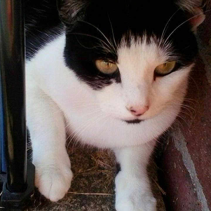 Bella