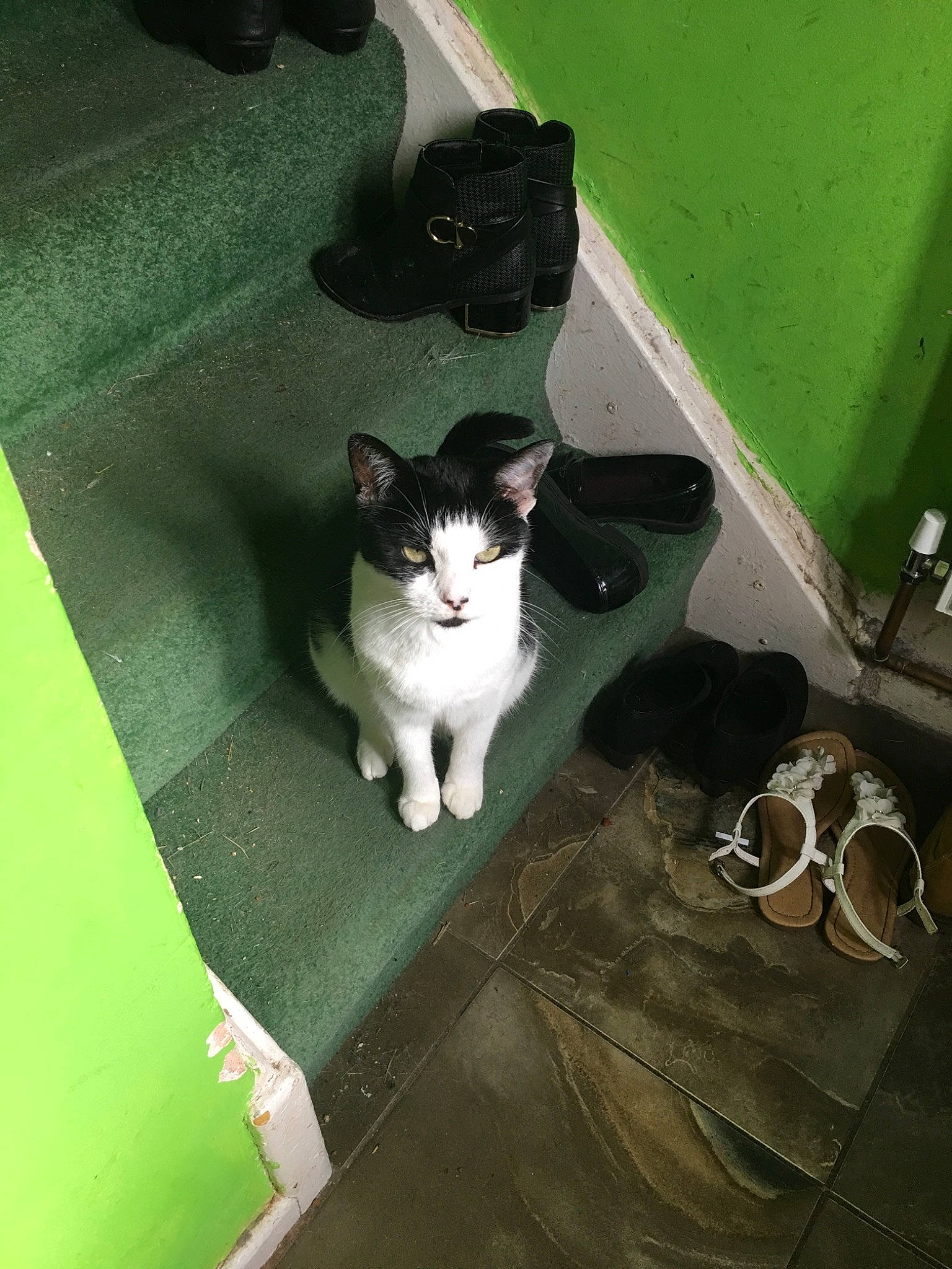 Bella joined the competition — help win amazing prizes! aegean_cat, carnivore, cat, domestic_short_haired_cat, european_shorthair, felidae, kitten, polydactyl_cat, small_to_medium_sized_cats, tail, whiskers