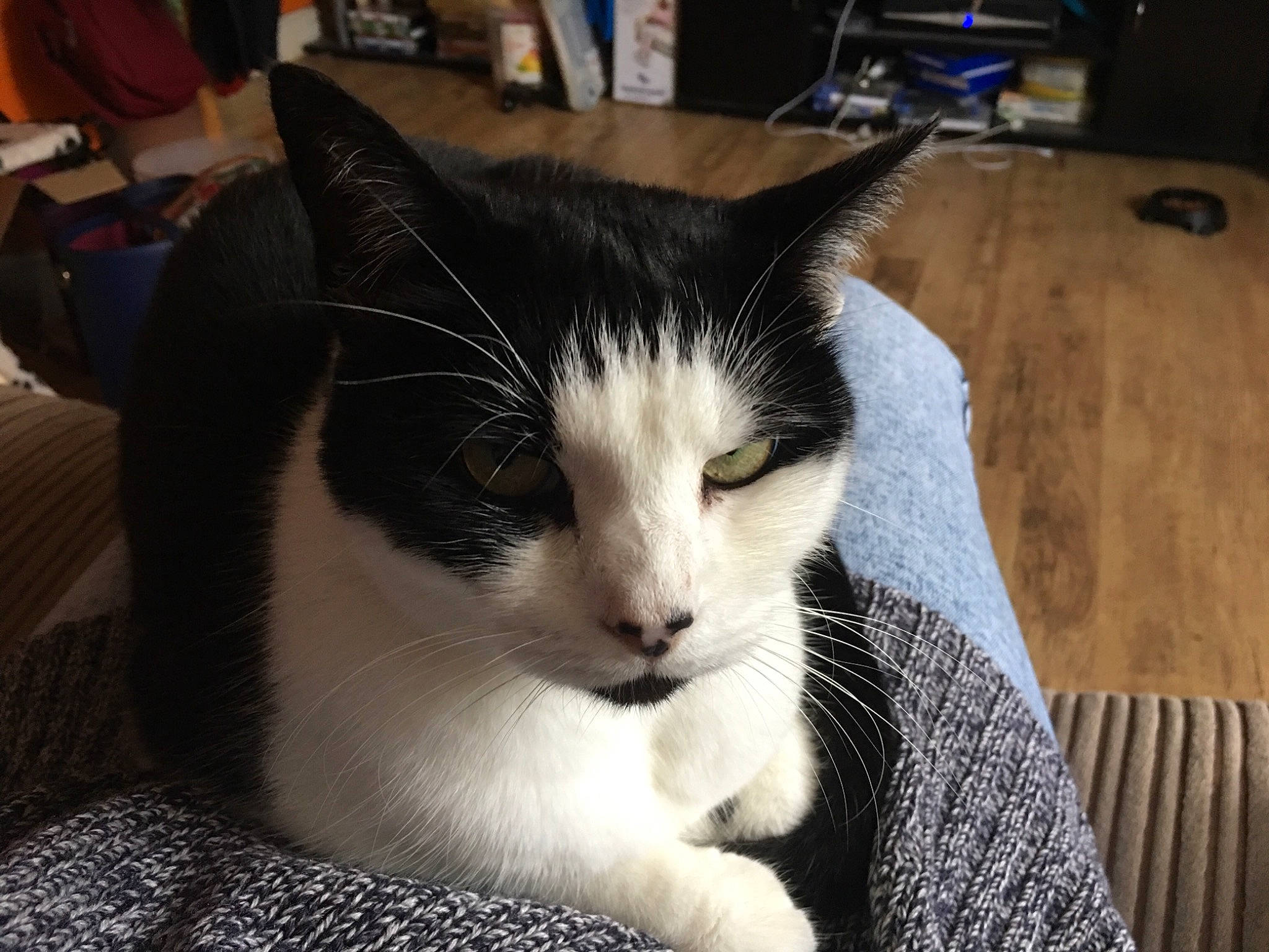 Bella joined the competition — help win amazing prizes! aegean_cat, american_wirehair, asian, carnivore, cat, domestic_short_haired_cat, european_shorthair, felidae, fur, kitten, mammal, ojos_azules, polydactyl_cat, small_to_medium_sized_cats, snout, whiskers