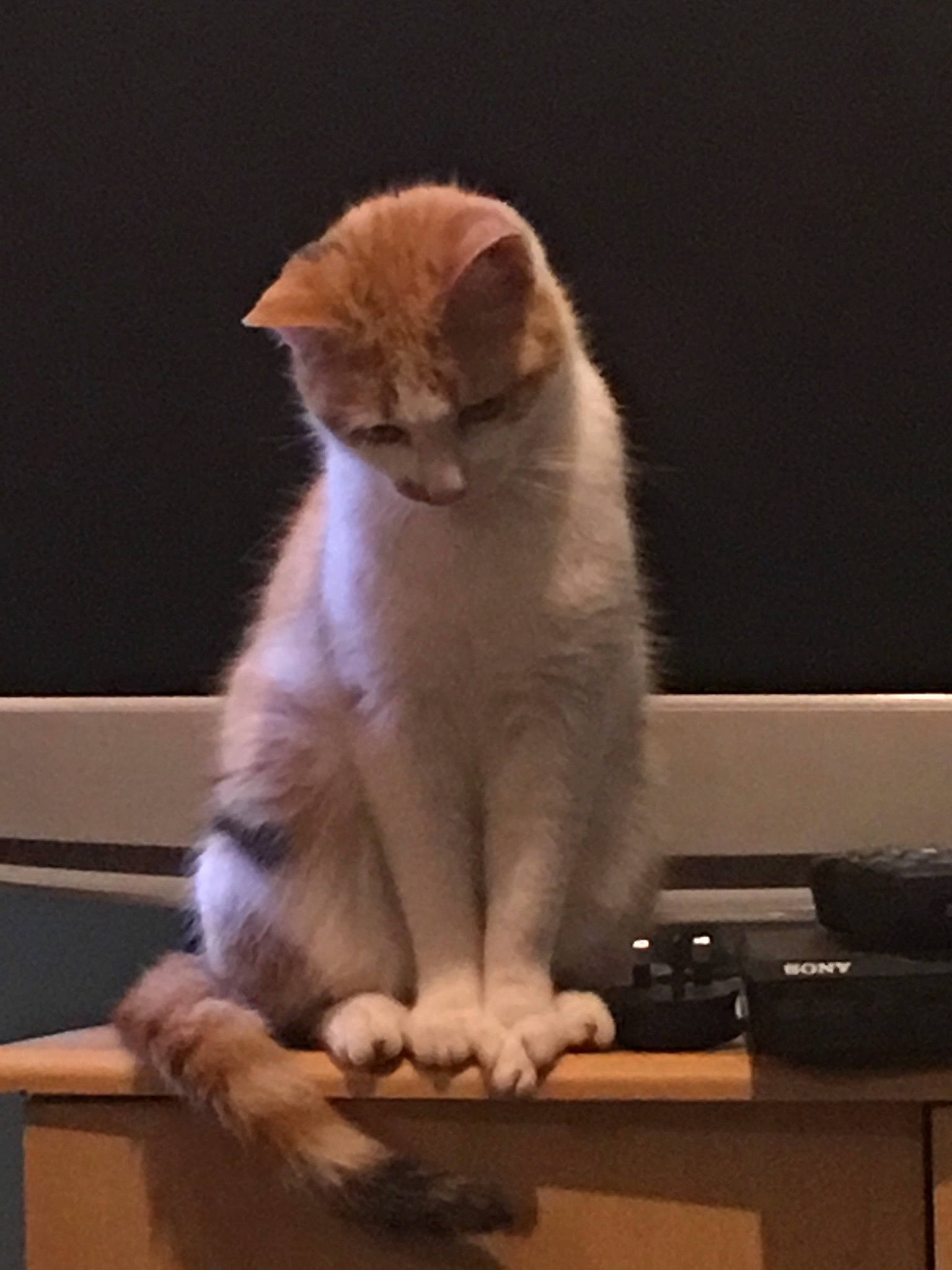 Lily joined the competition — help win amazing prizes! carnivore, cat, fawn, felidae, fur, kitten, leg, paw, polydactyl_cat, scottish_fold, small_to_medium_sized_cats, tail, whiskers