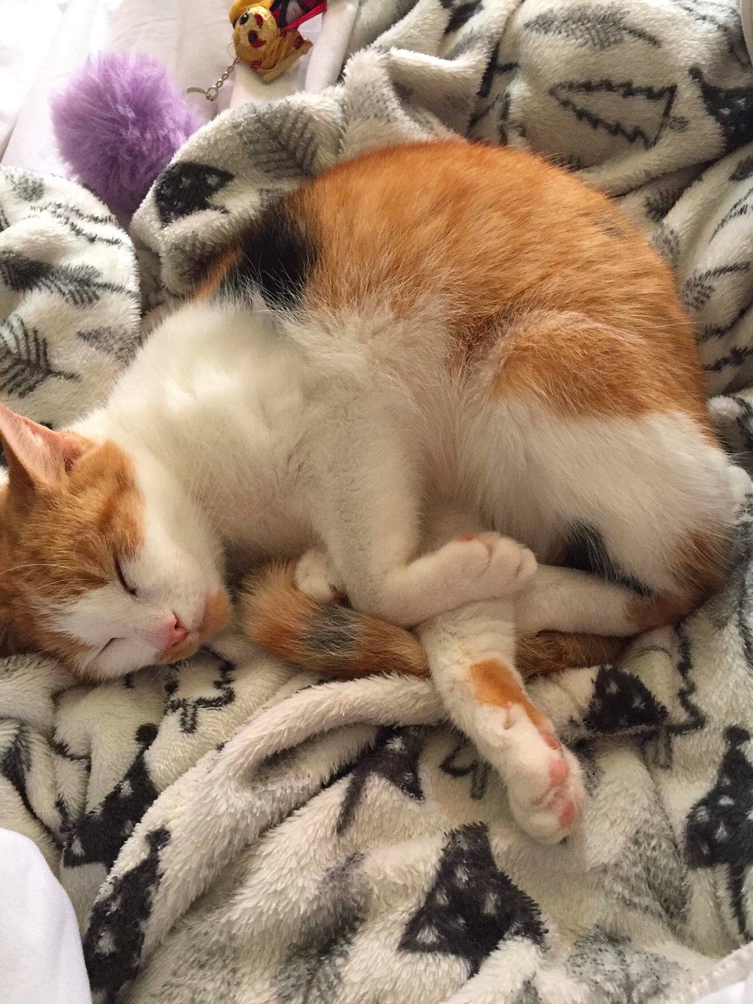 Lily is registered to the contest to win money with this photo: aegean_cat, american_wirehair, asian, carnivore, cat, claw, ear, european_shorthair, fawn, felidae, fur, kitten, mammal, nap, paw, singapura, sleep, small_to_medium_sized_cats, tail, whiskers