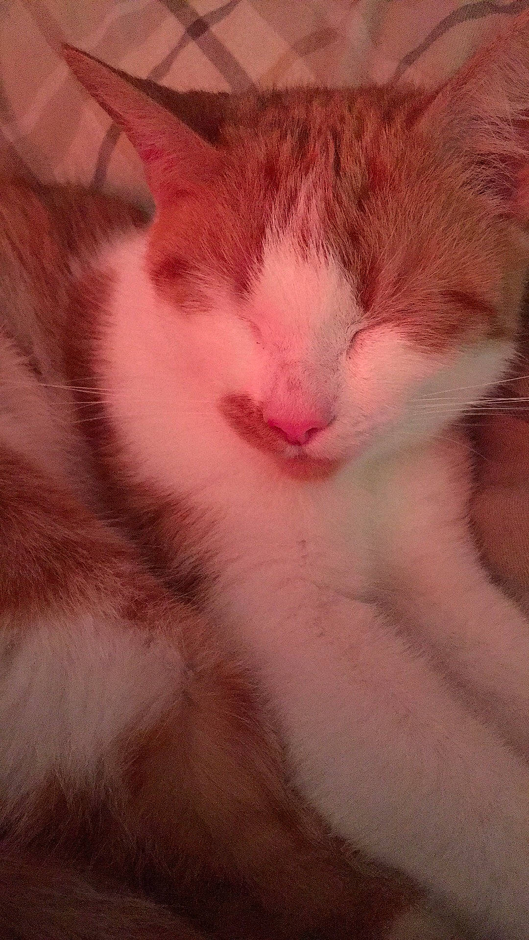 Lily joined the competition — help win amazing prizes! aegean_cat, carnivore, cat, close_up, eye, fawn, felidae, fur, kitten, nose, pink, small_to_medium_sized_cats, snout, tail, turkish_van, whiskers