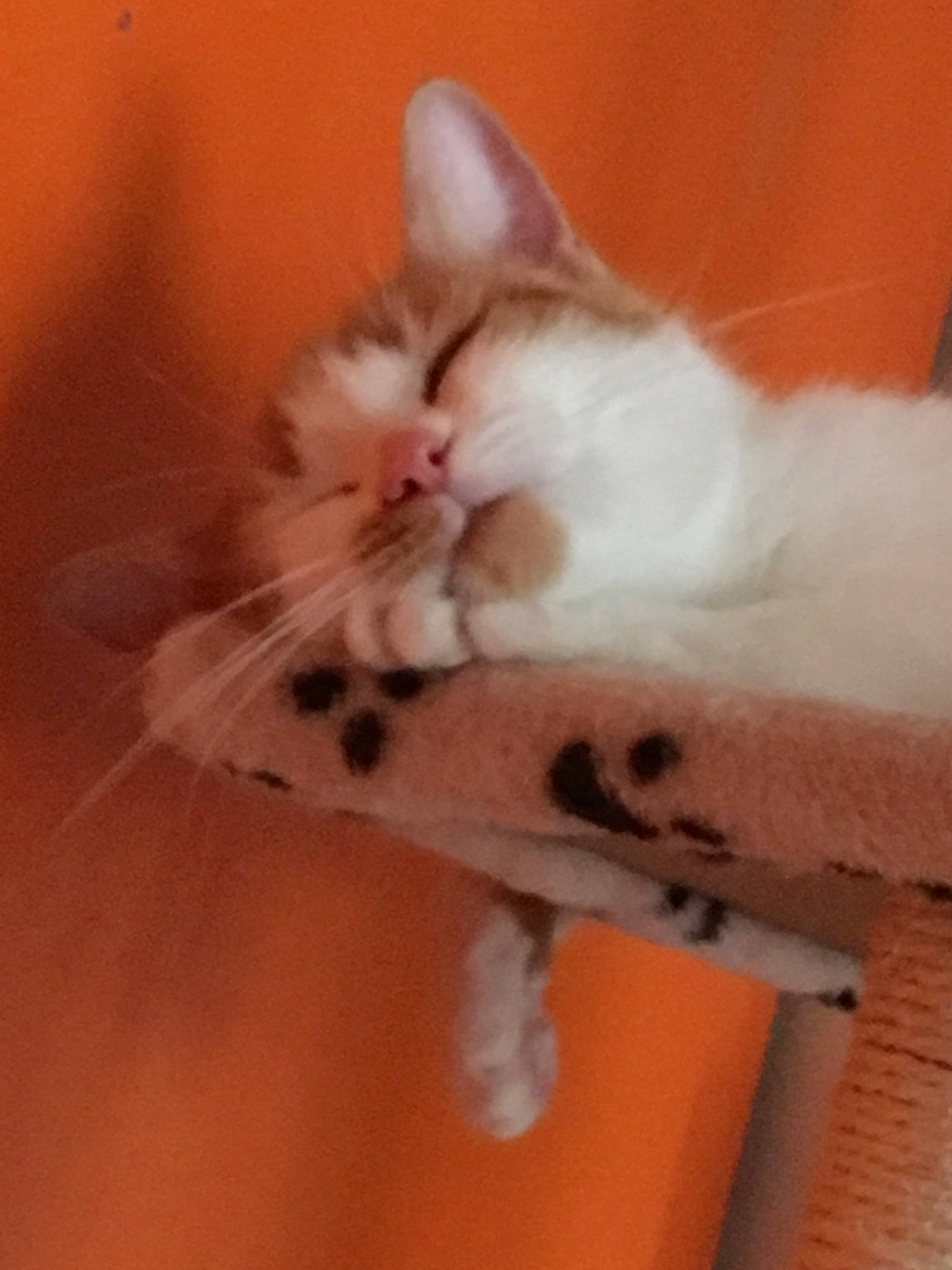 Lily is registered to the contest to win money with this photo: aegean_cat, asian, carnivore, cat, domestic_short_haired_cat, european_shorthair, fawn, felidae, kitten, mammal, norwegian_forest_cat, polydactyl_cat, ragdoll, skin, small_to_medium_sized_cats, snout, tail, turkish_angora, turkish_van, whiskers