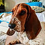 animal, basset_hound, blanket, brown, canine, close_up, cozy, cushion, dog, ears, fur, indoor, nose, pet, portrait, resting, soft, spots, whiskers, white