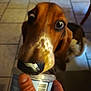 brown_dog, canine, close_up, companion, container, cream, curious, dog, domestic_animal, feeding, food, hand, indoor, licking, mammal, nose, pet, snout, tile_floor, treat