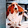 animal, basset_hound, brown_spot, calm, canine, dog, ears, floor, furniture, nose, outdoor, patio, paw, pet, shadow, spot, sunlight, table, white_spot, woven_chair