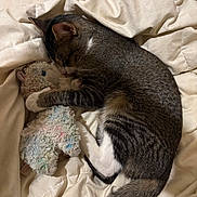 Cody is registered to the contest to win money with this photo: cat, tabby_cat, sleeping, stuffed_toy, plush_toy, bed, blanket, comforter, indoor, pet, nap, cozy, snuggling, fur, white_bedding, close_up, paws, tail, striped, relaxed