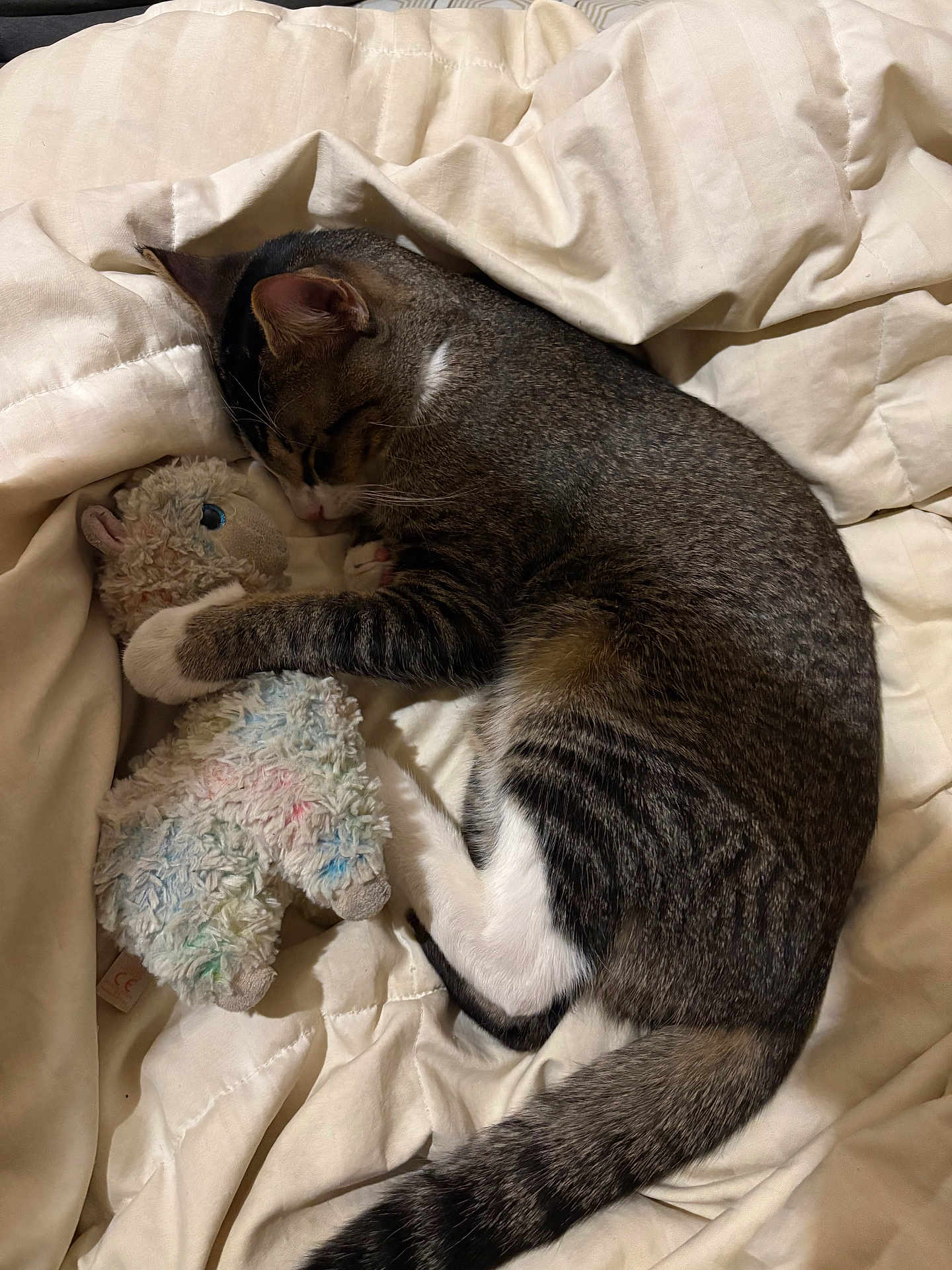Cody is registered to the contest to win money with this photo: cat, tabby_cat, sleeping, stuffed_toy, plush_toy, bed, blanket, comforter, indoor, pet, nap, cozy, snuggling, fur, white_bedding, close_up, paws, tail, striped, relaxed