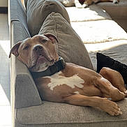 Apollo joined the competition — help win amazing prizes! dog, couch, indoor, relaxed, pet, animal, furniture, collar, tie, sunlight, brown_dog, white_markings, lying_down, cozy, living_room, canine, resting, domestic_animal, two_dogs, casual