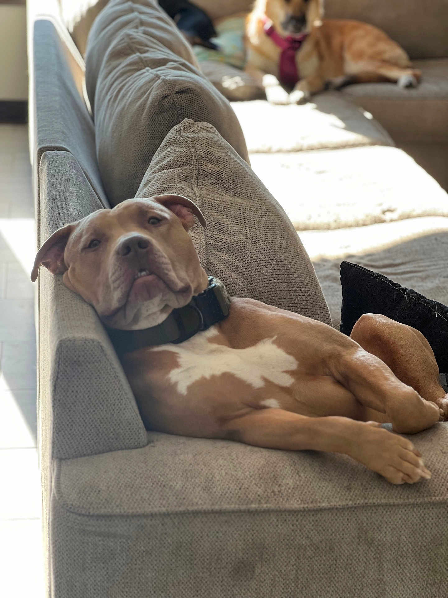Apollo joined the competition — help win amazing prizes! dog, couch, indoor, relaxed, pet, animal, furniture, collar, tie, sunlight, brown_dog, white_markings, lying_down, cozy, living_room, canine, resting, domestic_animal, two_dogs, casual