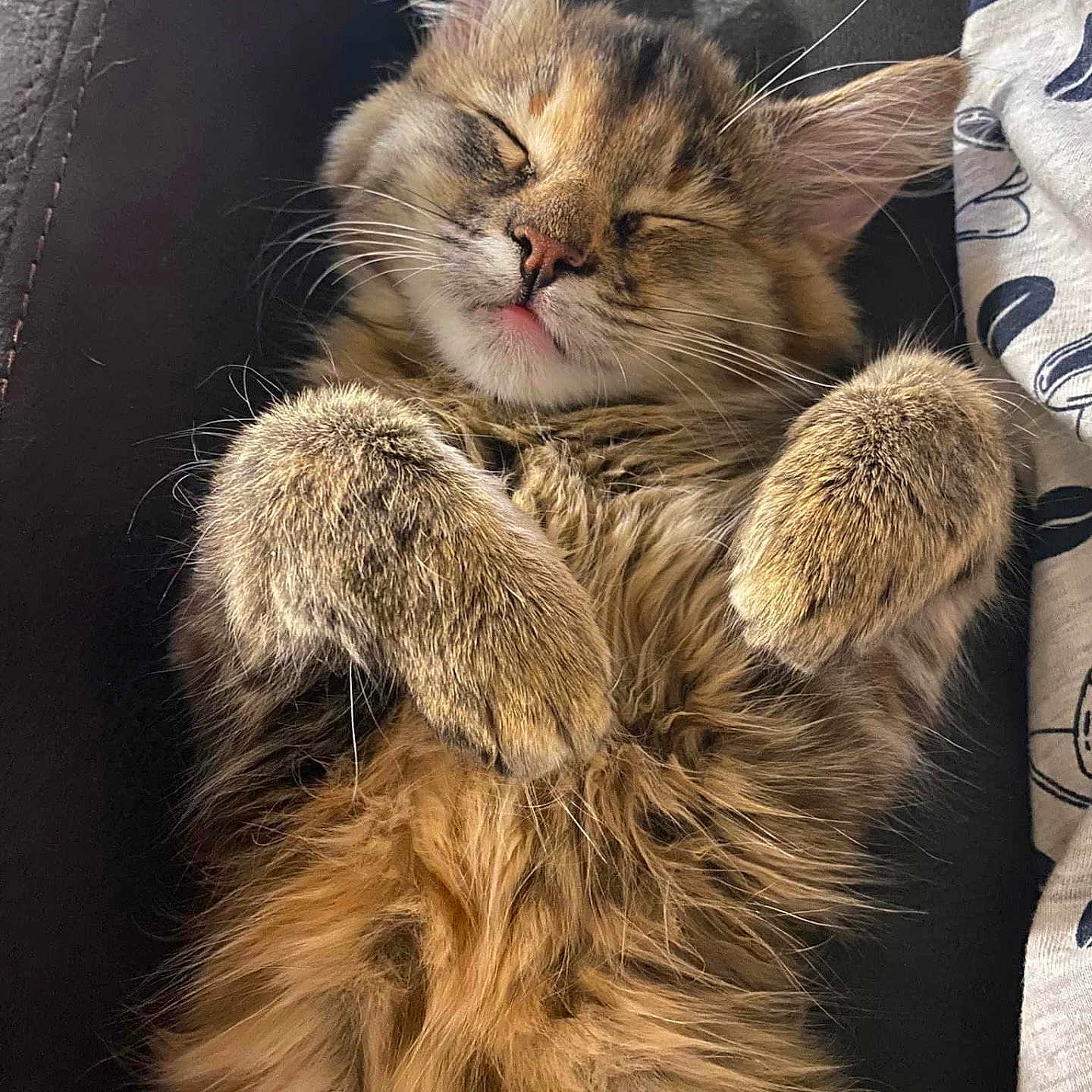 Willow joined the competition — help win amazing prizes! adorable, animal, cat, closeup, cozy, cute, domestic, feline, fluffy, fur, indoor, mammal, nap, paws, pet, relaxing, resting, sleeping, tabby, whiskers