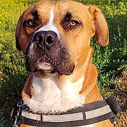 Rocky a rejoint le concours — aidez-le/la à gagner de superbes lots ! animal_photography, boxer, brown_and_white, close_up, clouds, countryside, dog, field, harness, leash, nature, outdoor, pet, portrait, short-haired, sitting, sky, sunny, wildflowers, yellow_flowers