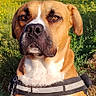 animal_photography, boxer, brown_and_white, close_up, clouds, countryside, dog, field, harness, leash, nature, outdoor, pet, portrait, short-haired, sitting, sky, sunny, wildflowers, yellow_flowers