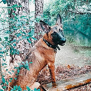 Kadabra is registered to the contest to win money with this photo: animal, bushes, canine, collar, curious, daylight, dog, forest_floor, greenery, leaves, muzzle, nature, outdoor, pet, pine_needles, pond, sitting, trees, water, wet_dog