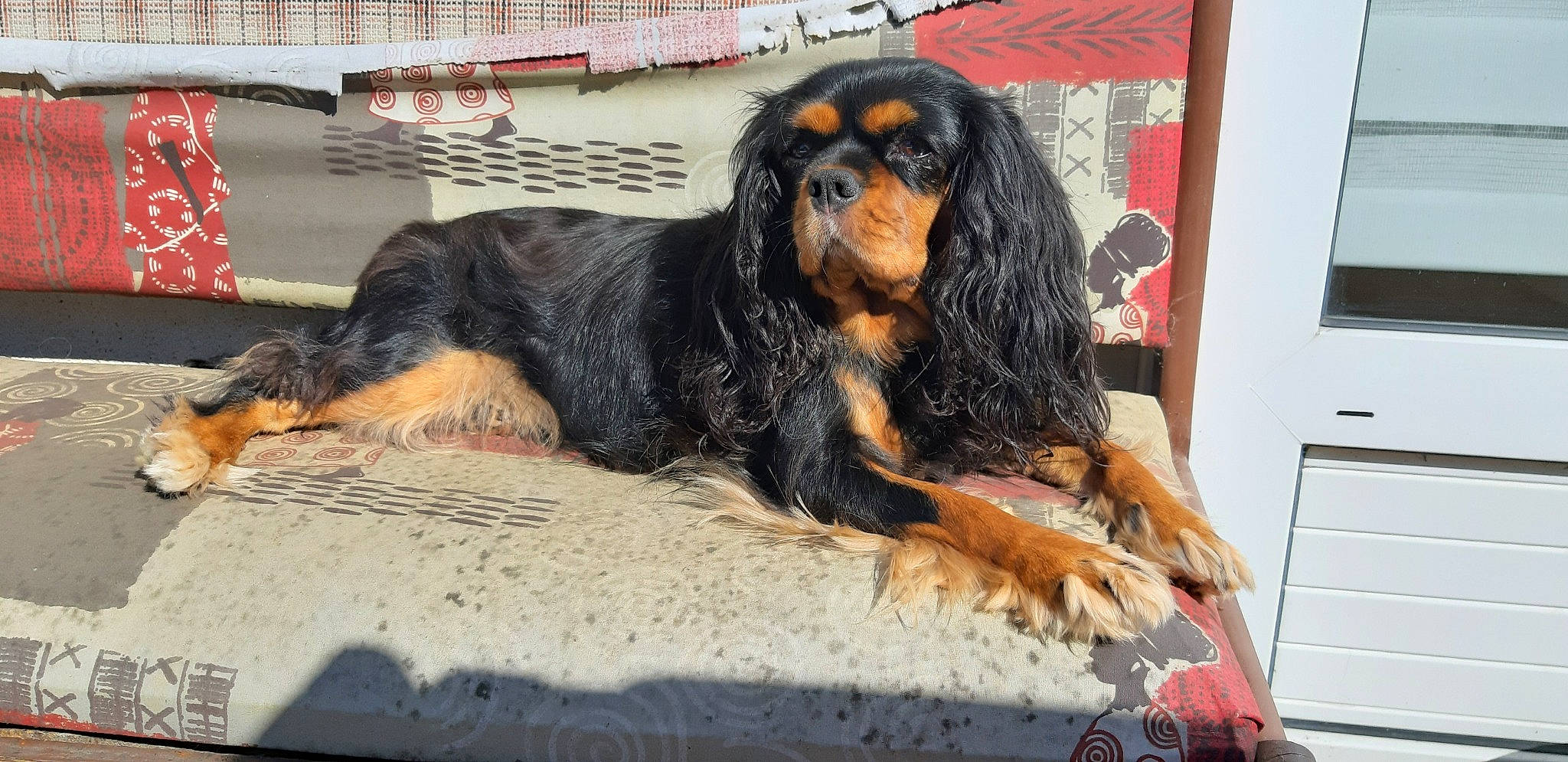 Issy a rejoint le concours — aidez-le/la à gagner de superbes lots ! cabinetry, carnivore, chest_of_drawers, companion_dog, cupboard, dog, dog_breed, drawer, dresser, fawn, filing_cabinet, flag, fur, liver, snout, spaniel, sporting_group
