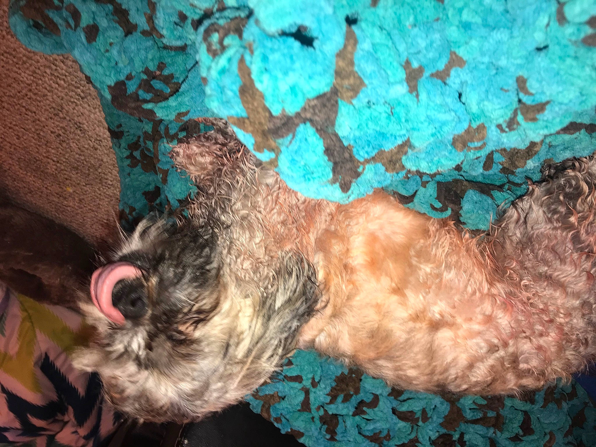 Bear joined the competition — help win amazing prizes! canidae, carnivore, dog, dog_breed, fawn, lagotto_romagnolo, spanish_water_dog, sporting_group, terrier, toy_dog