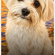 Lily Grace joined the competition — help win amazing prizes! dog, small_dog, pink_bow, pet, fluffy, cute, portrait, animal, sitting, head_tilt, brown_eyes, fur, adorable, close_up, indoor, colorful_background, sunset_colors, water, painting_style, companion